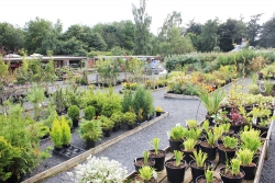 Woodside Plant Centre & Birdhouse Tearoom Image 5