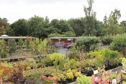 Woodside Plant Centre & Birdhouse Tearoom Image 3